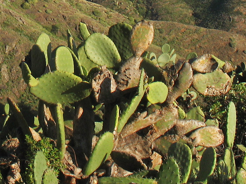 Image of Opuntia ficus-indica specimen.