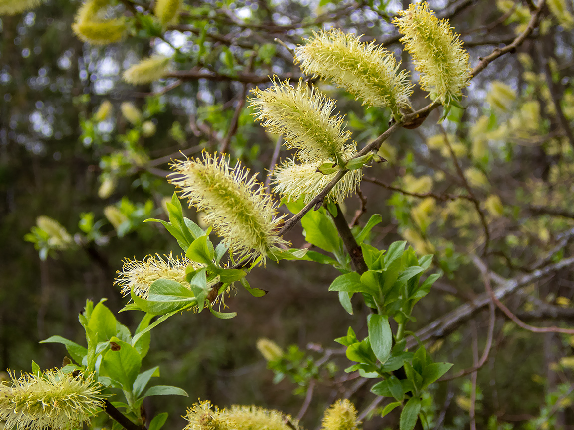 Изображение особи Salix myrsinifolia.