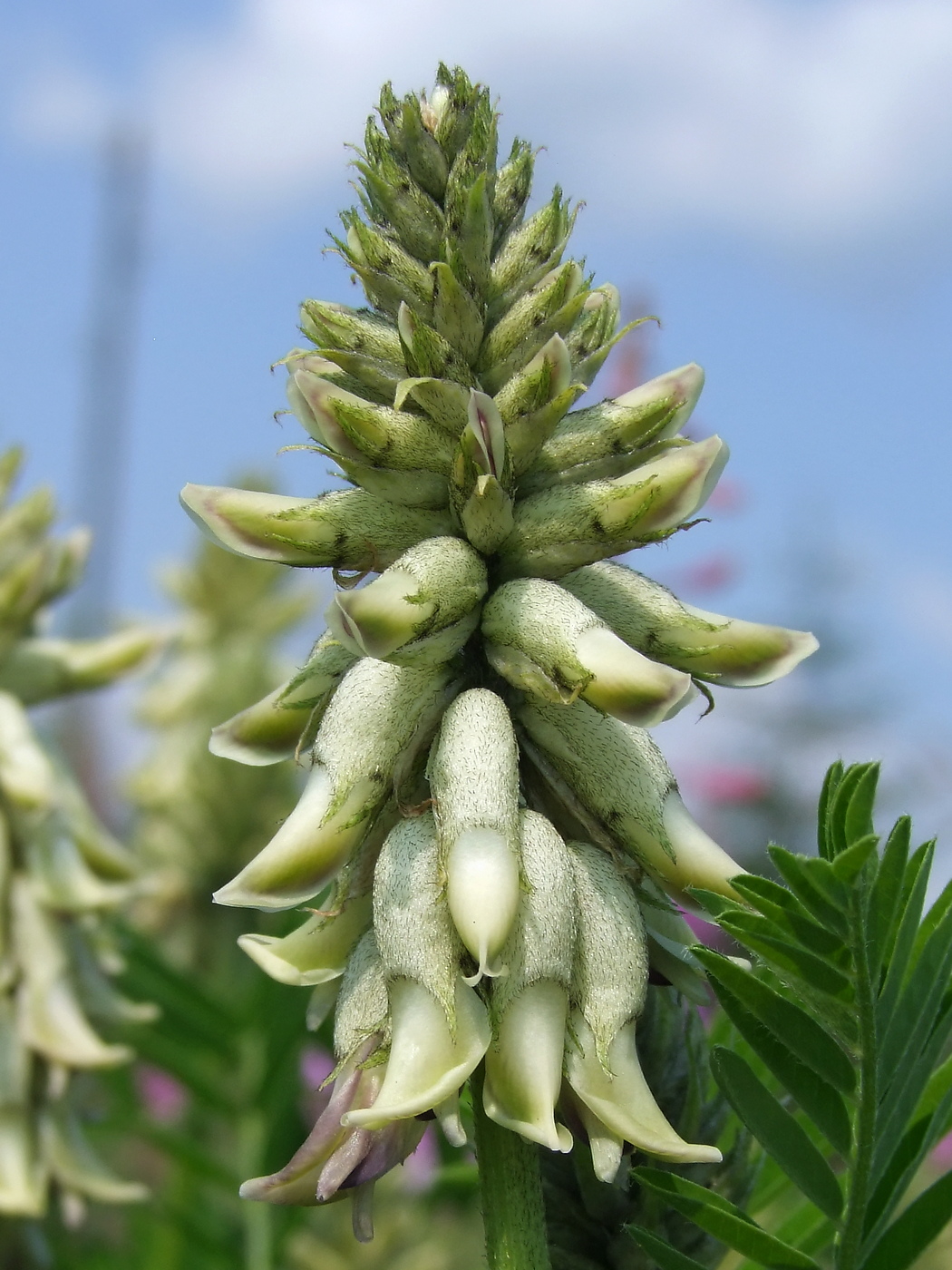 Image of Astragalus uliginosus specimen.