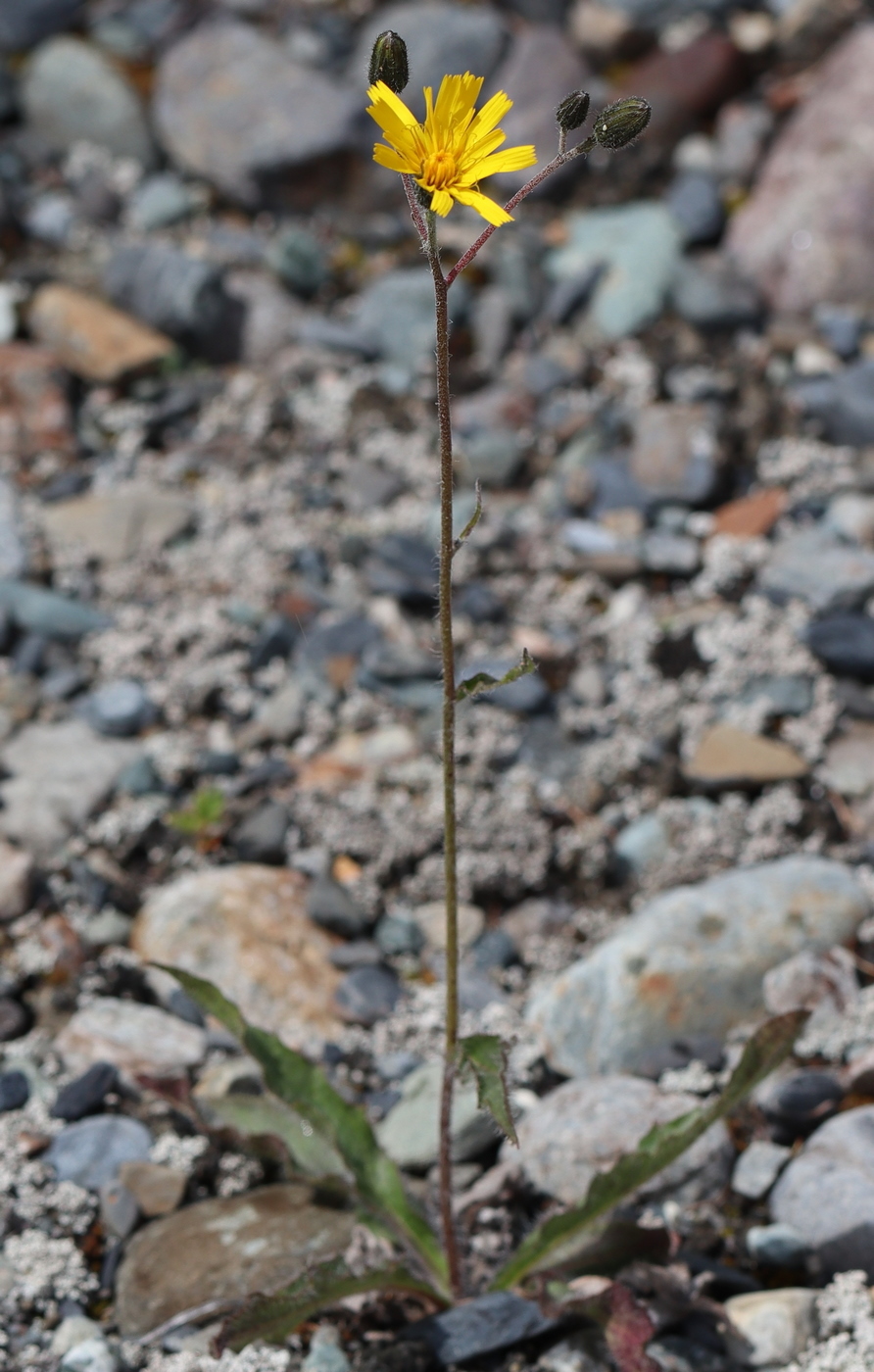 Image of Hieracium korshinskyi specimen.