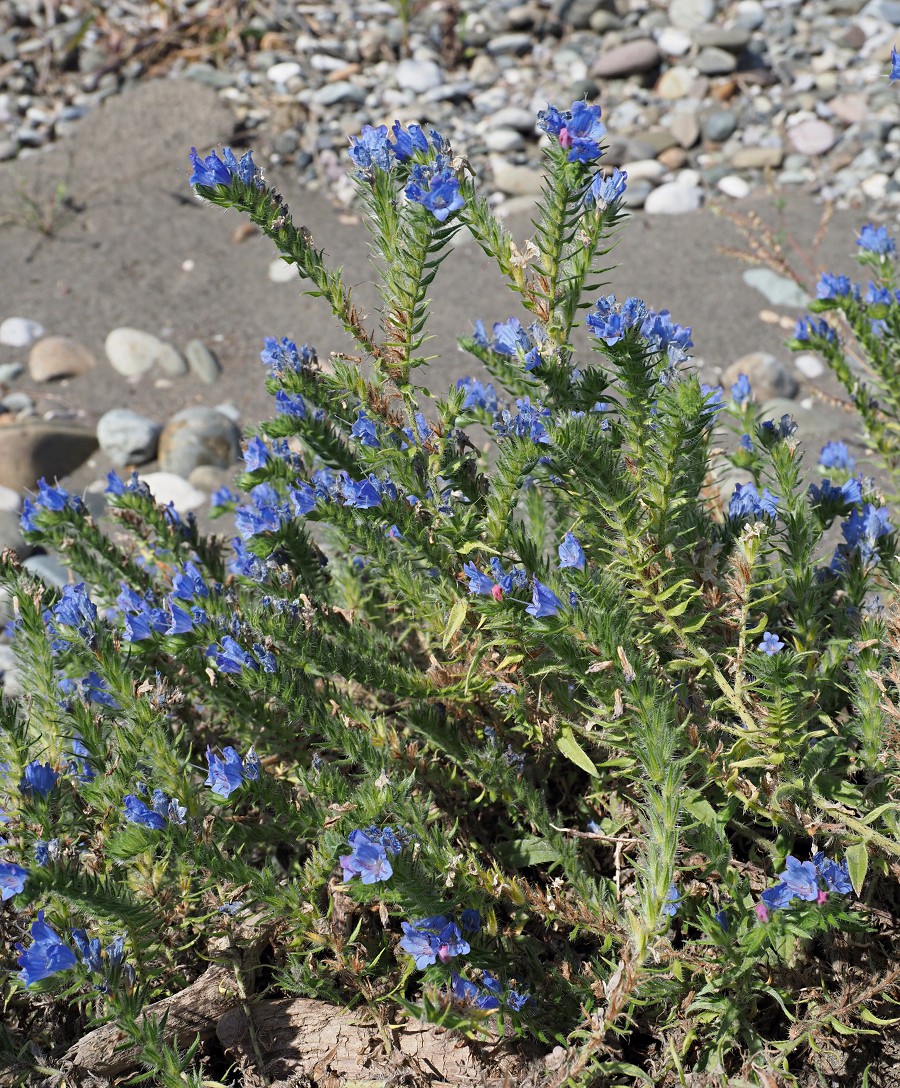 Изображение особи Echium vulgare.