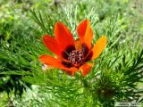 Смотреть изображение Adonis aestivalis