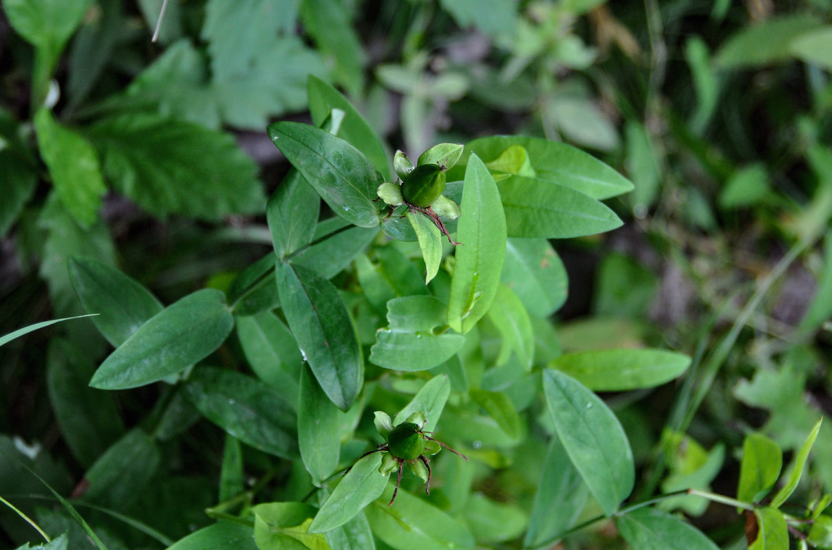 Image of Hypericum gebleri specimen.