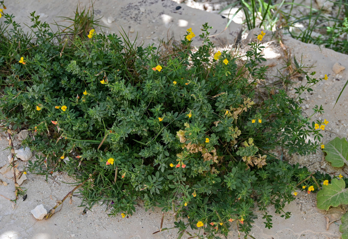 Image of genus Lotus specimen.