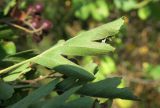 genus Crataegus. Лист. Болгария, Бургасская обл., г. Несебр, природный заказник \"Песчаные дюны\", закреплённая дюна. 15.09.2021.