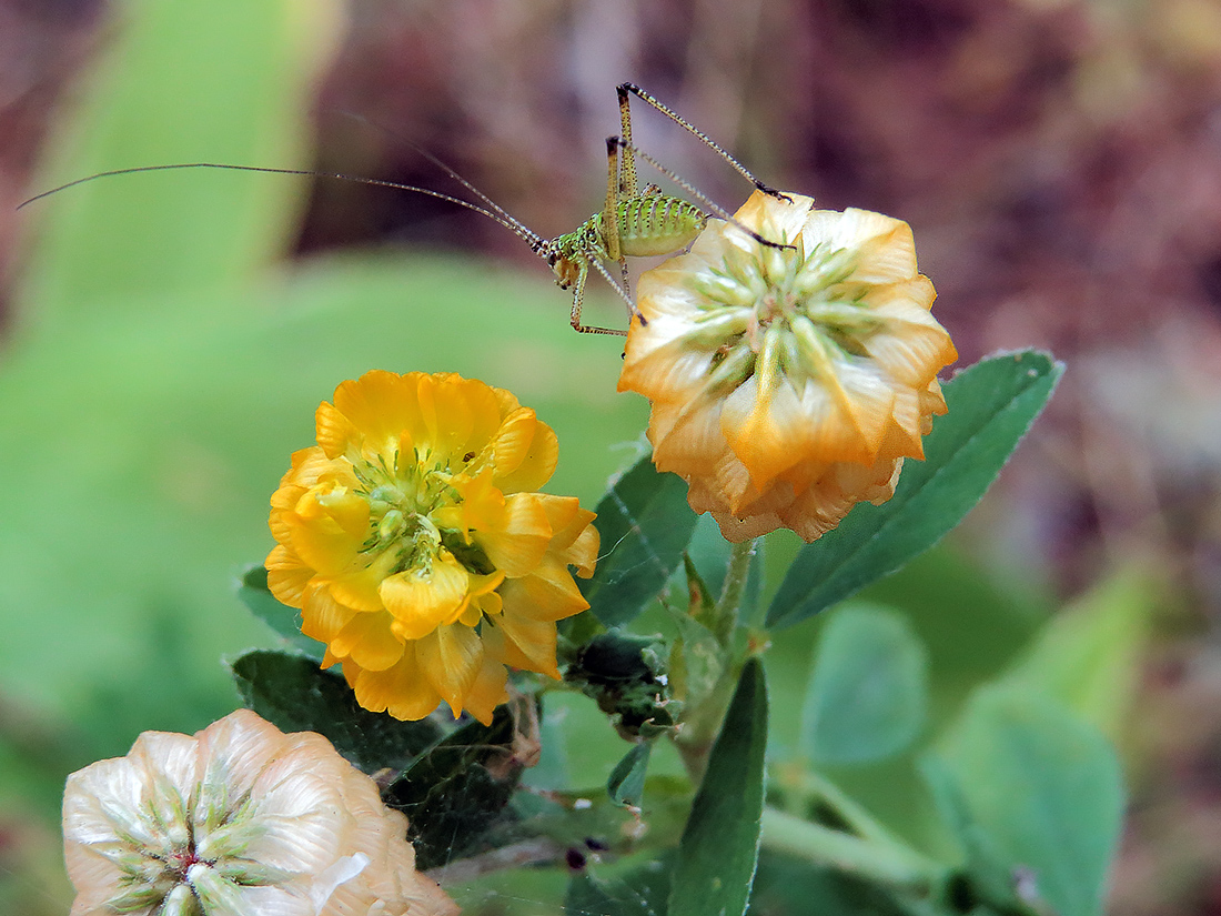 Image of Trifolium aureum specimen.