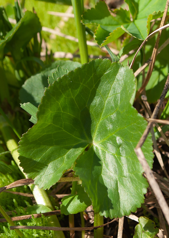 Image of Caltha palustris specimen.