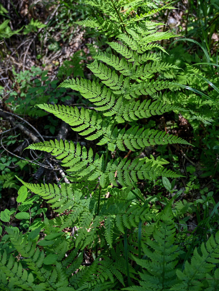 Image of Dryopteris expansa specimen.