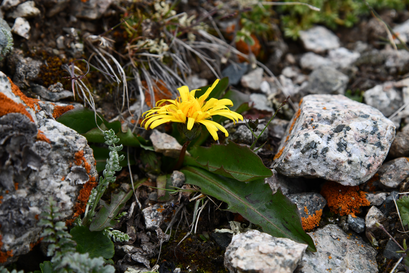 Изображение особи Taraxacum tianschanicum.