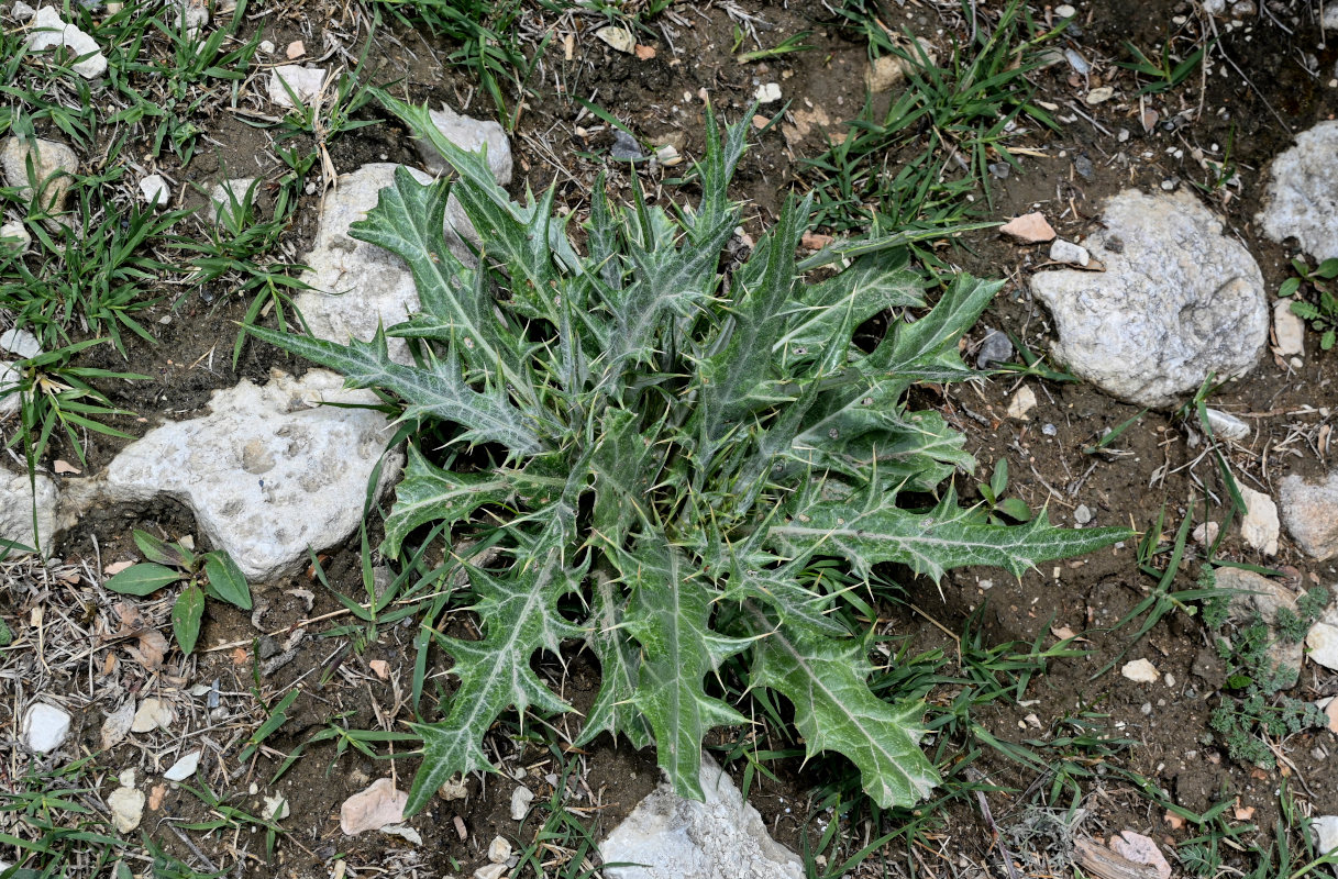 Image of Cirsium argillosum specimen.