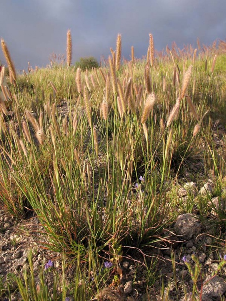 Image of Tetrapogon villosus specimen.