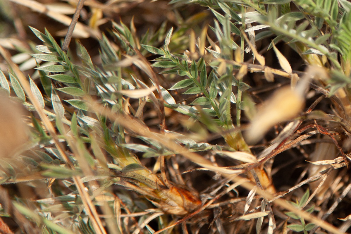 Image of Astragalus lagurus specimen.