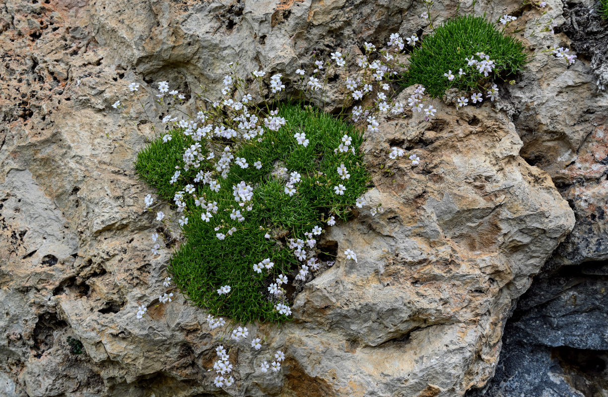 Изображение особи Gypsophila tenuifolia.