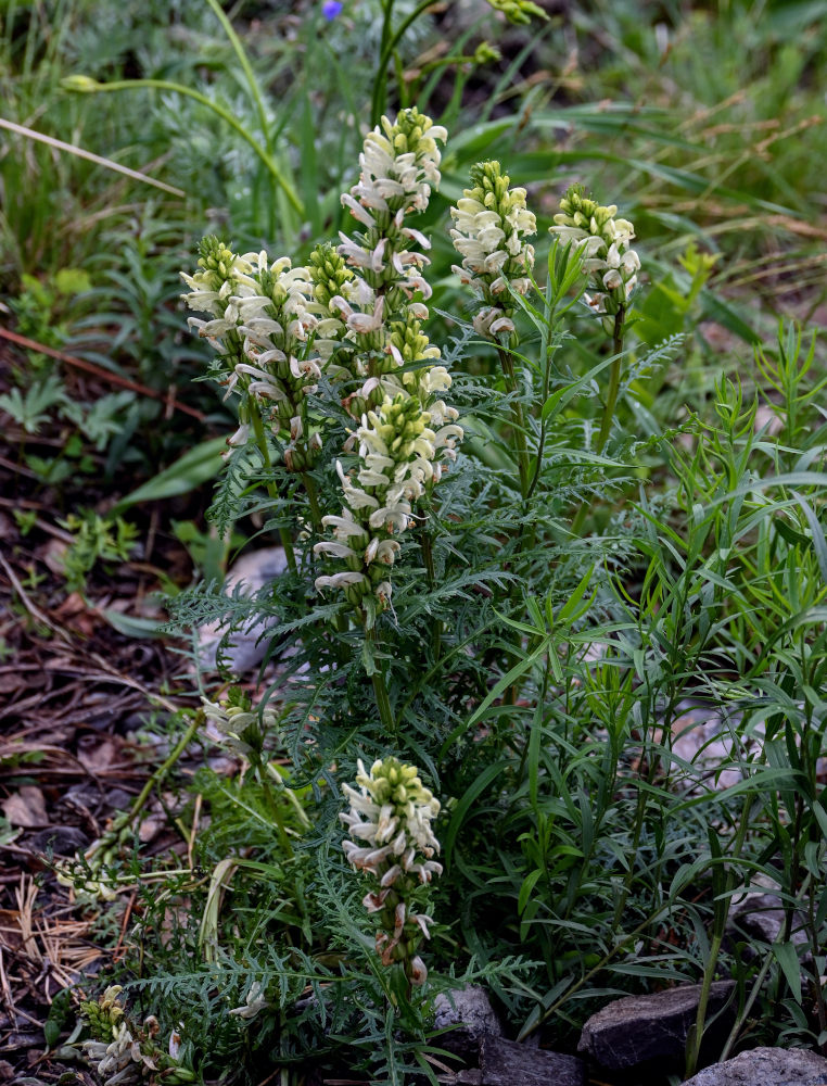 Image of Pedicularis sibirica specimen.