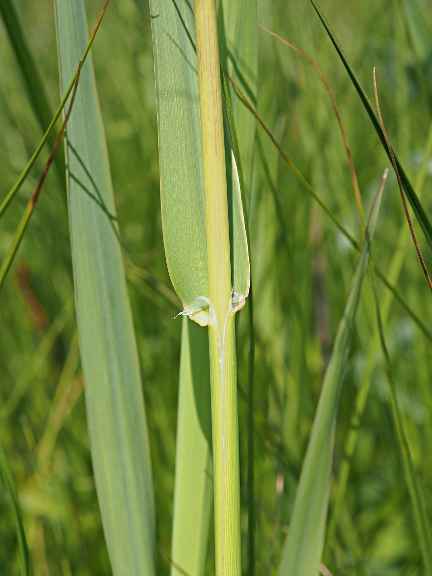 Изображение особи Phalaroides arundinacea.