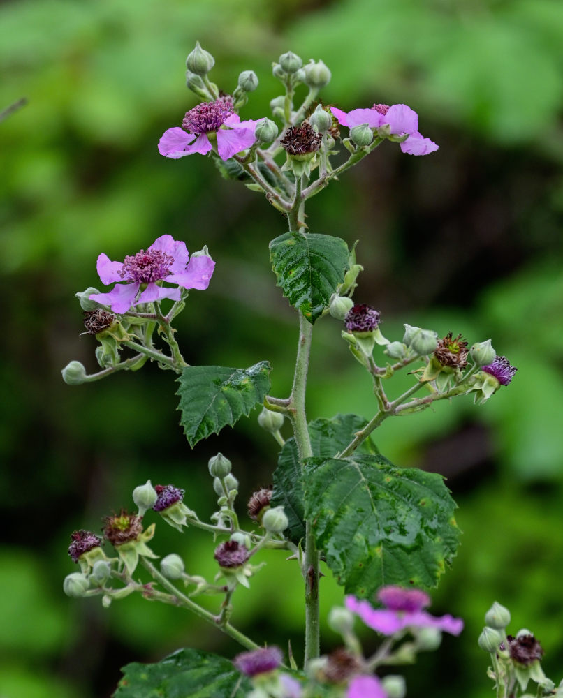 Изображение особи Rubus sanctus.