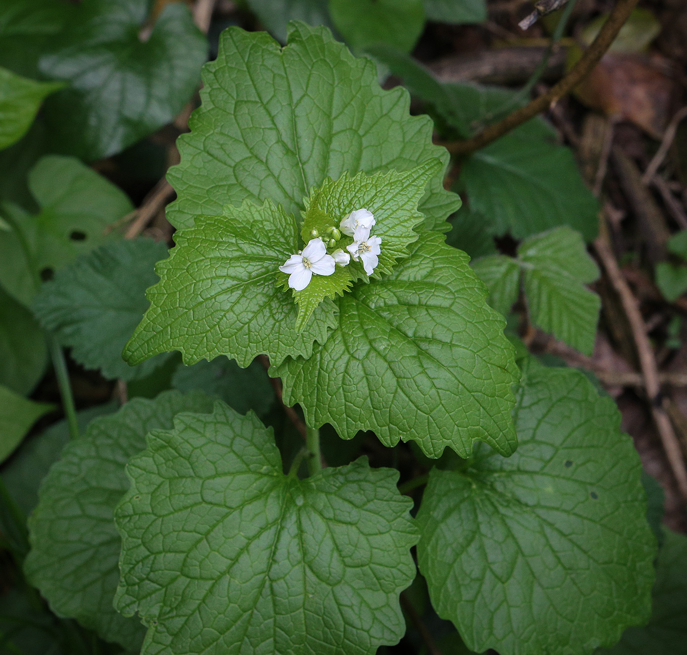 Image of Alliaria petiolata specimen.