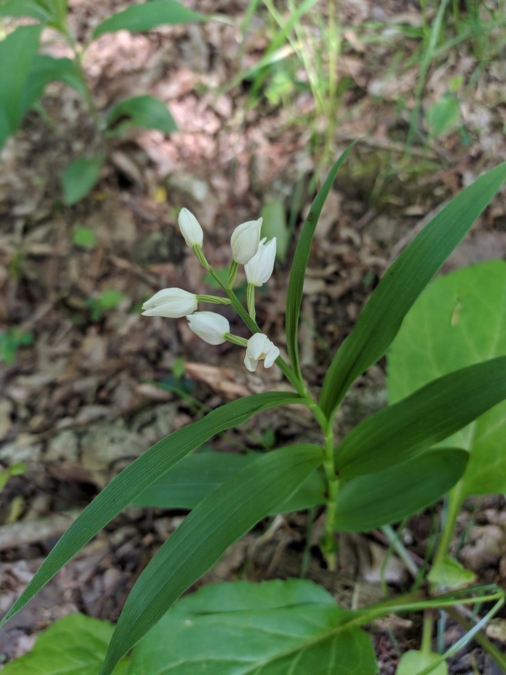 Image of Cephalanthera longifolia specimen.