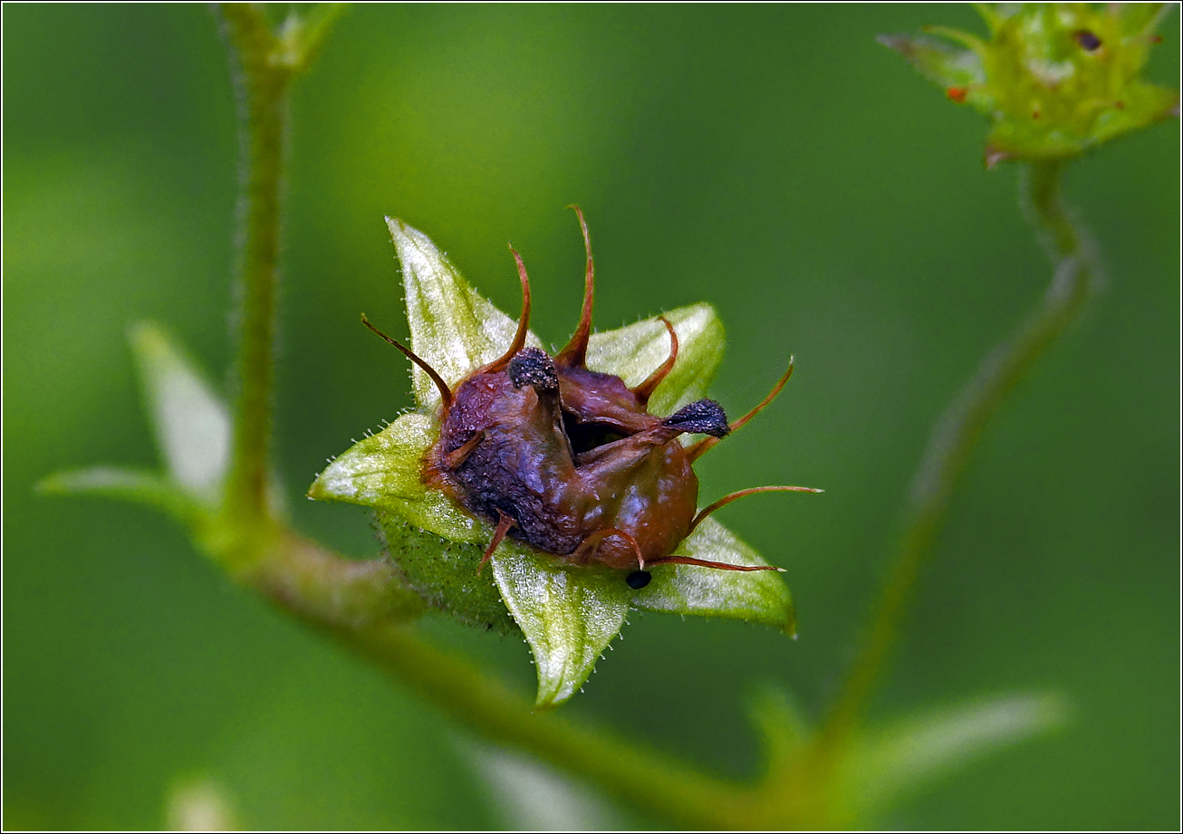 Изображение особи Saxifraga &times; arendsii.