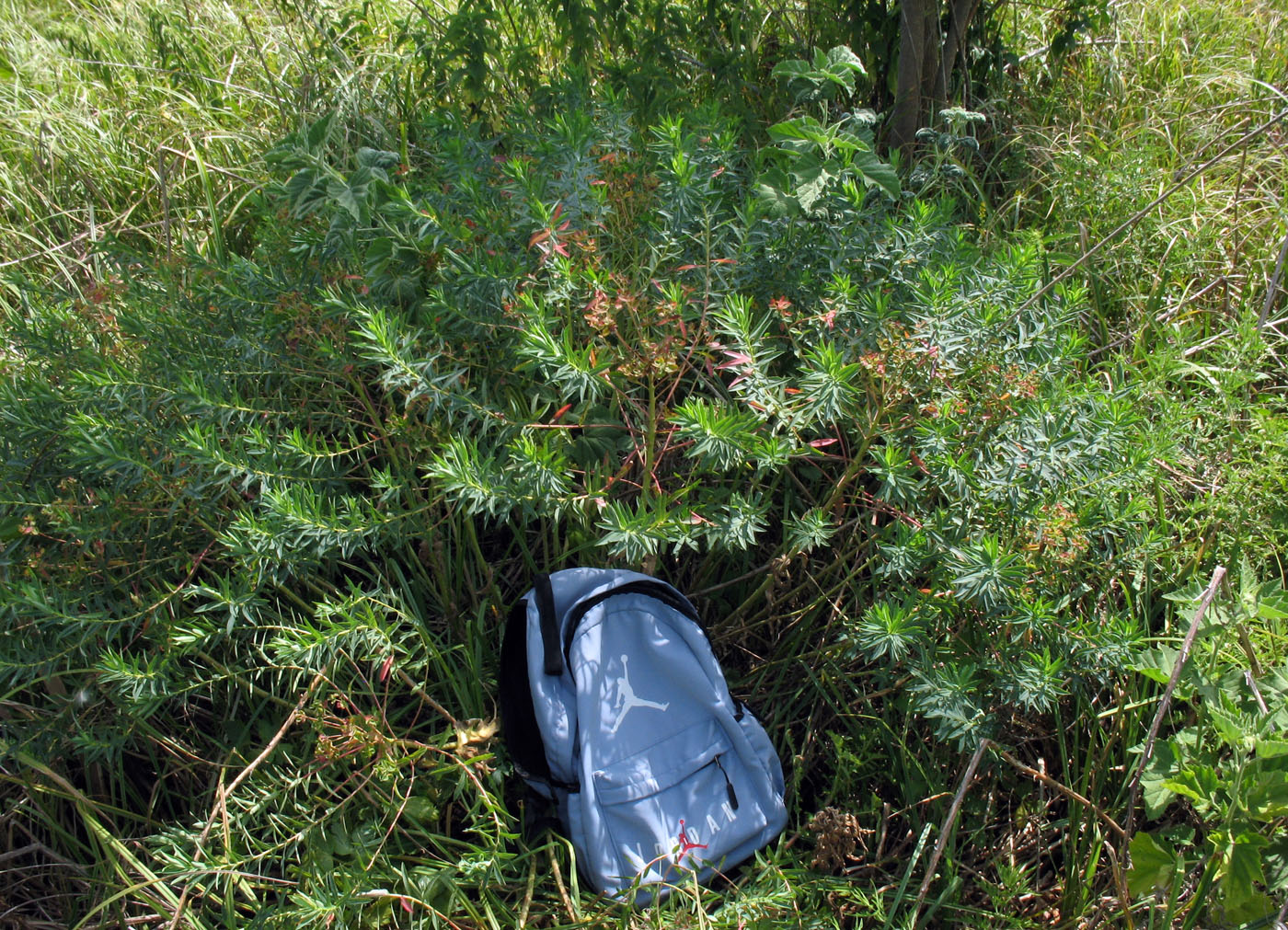 Image of Euphorbia stepposa specimen.