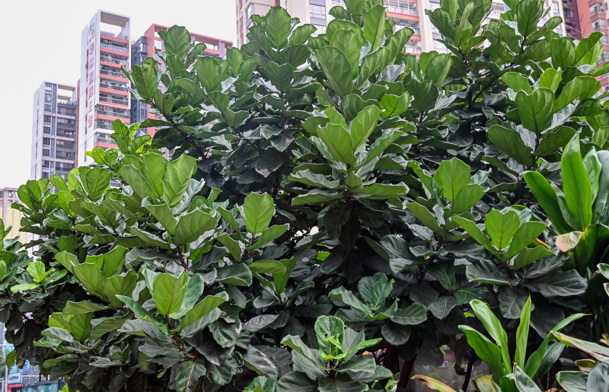 Изображение особи Ficus lyrata.