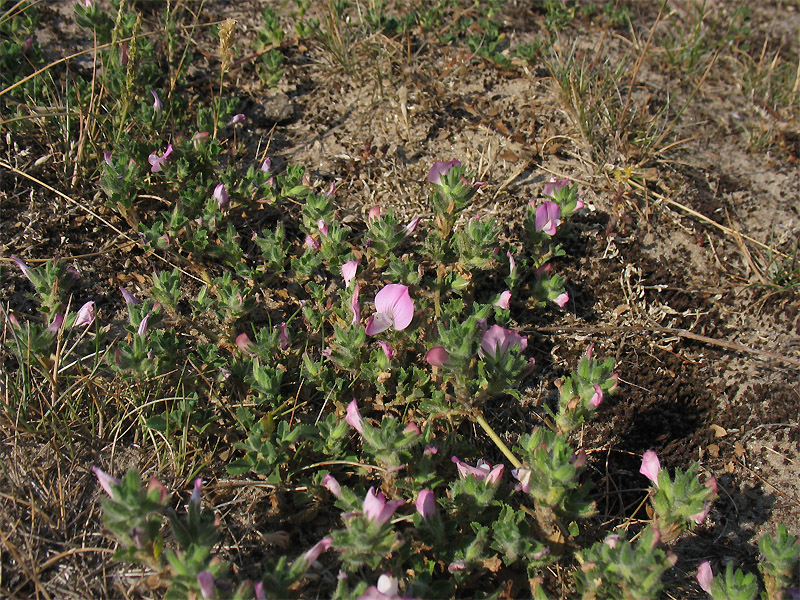 Image of Ononis repens specimen.