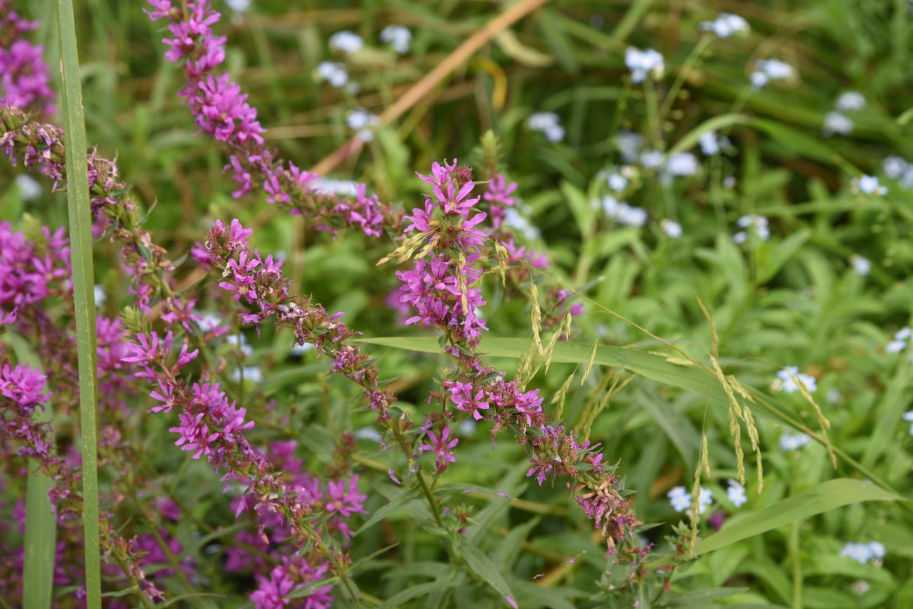 Image of genus Lythrum specimen.