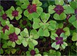 Oxalis tetraphylla. Листья (два в центре - с нетипичной окраской). Московская обл., Раменский р-н, окр. дер. Хрипань, садовый участок. 10.07.2024.