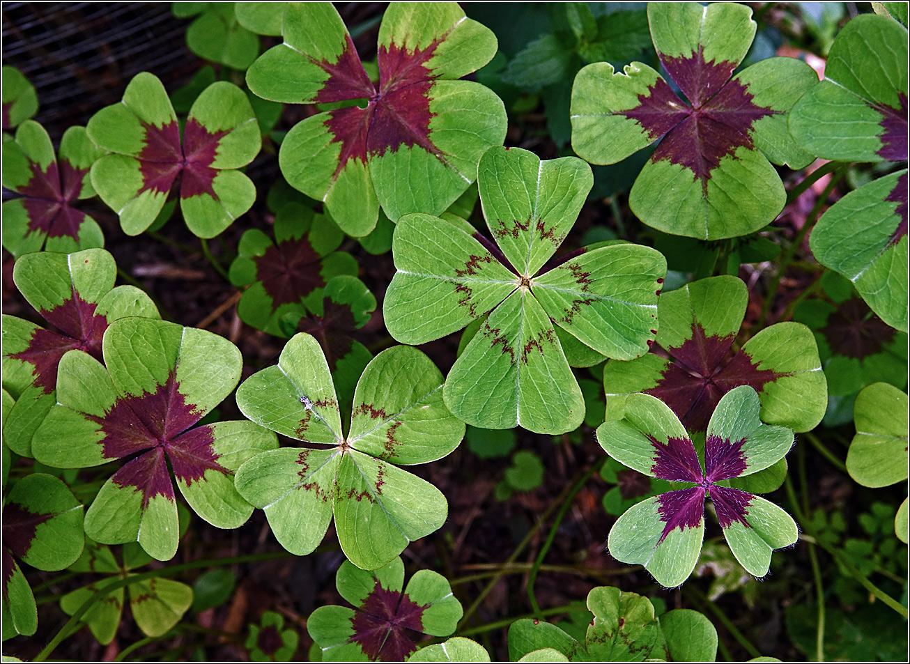 Изображение особи Oxalis tetraphylla.