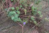 Geranium pratense. Цветущее растение. Рязанская обл., Милославский р-н, ур. Лошаки, луг. 31 июля 2024 г.