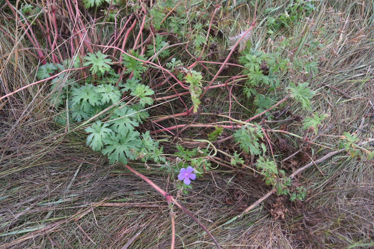 Image of Geranium pratense specimen.