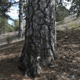 Pinus nigra