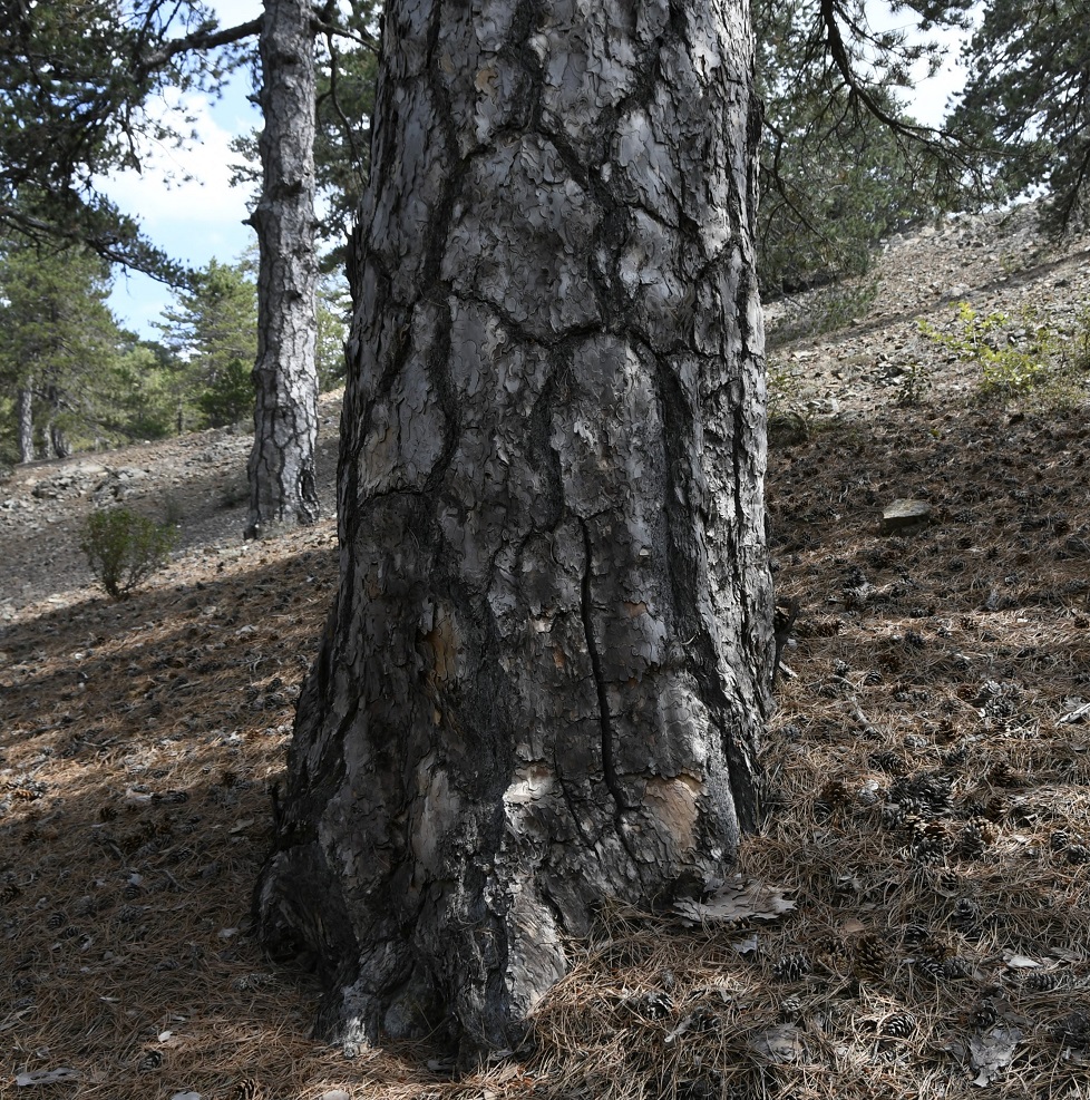 Изображение особи Pinus nigra.