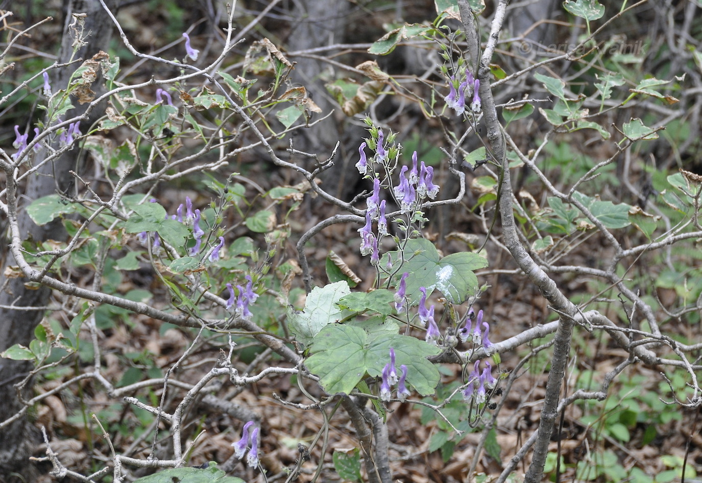 Image of Aconitum alboviolaceum specimen.