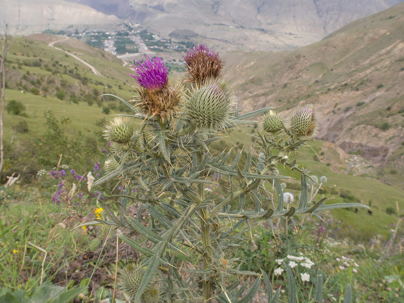 Image of Cirsium szovitsii specimen.