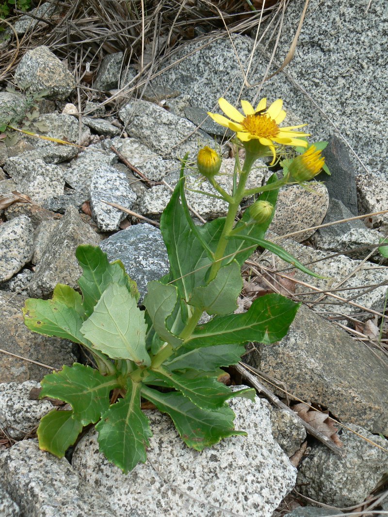 Image of Senecio pseudoarnica specimen.