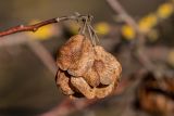 Ptelea trifoliata. Верхушка побега с соплодием. Ростов-на-Дону, Ботанический сад. 02.01.2025.