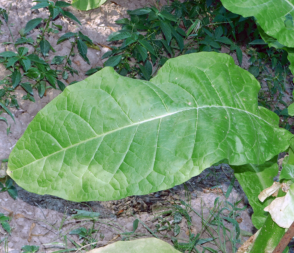 Image of Nicotiana tabacum specimen.