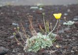 Papaver microcarpum. Цветущее и плодоносящее растение в каплях тумана в сообществе с плодоносящей Parrya nudicaulis. Камчатский край, Елизовский р-н, подножие вулкана Авачинская сопка, шлаковое поле. 11.08.2024.