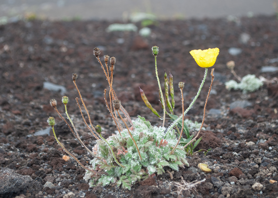 Изображение особи Papaver microcarpum.