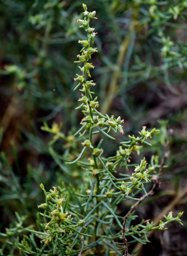 Изображение особи семейство Chenopodiaceae.