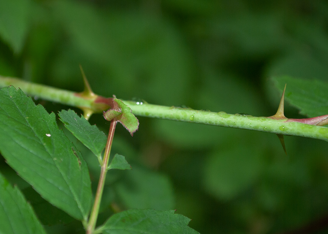 Image of Rosa amblyotis specimen.