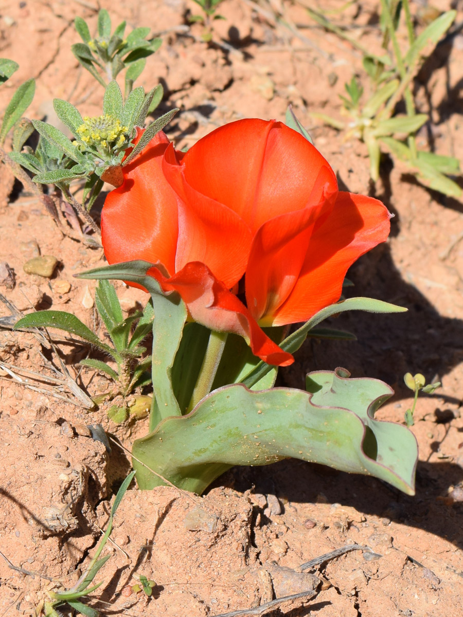 Изображение особи Tulipa greigii.