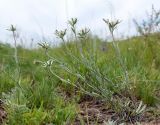 genus Leontopodium