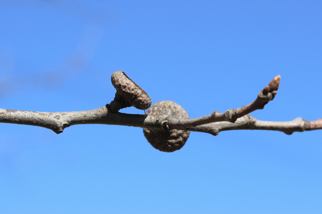 Image of Quercus rubra specimen.