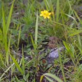 Hypericum attenuatum