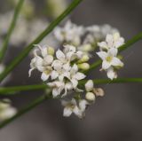 Смотреть изображение Galium octonarium