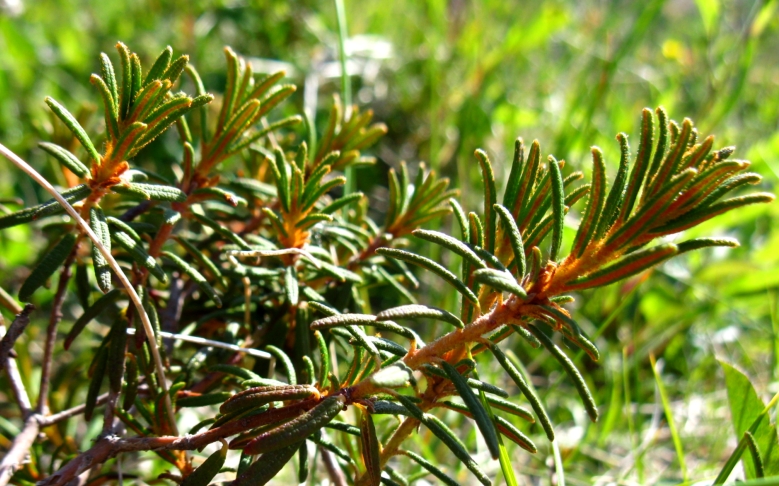 Image of Ledum decumbens specimen.