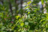 View full-size image Lonicera tatarica