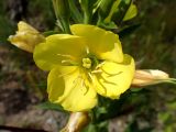Смотреть изображение Oenothera depressa